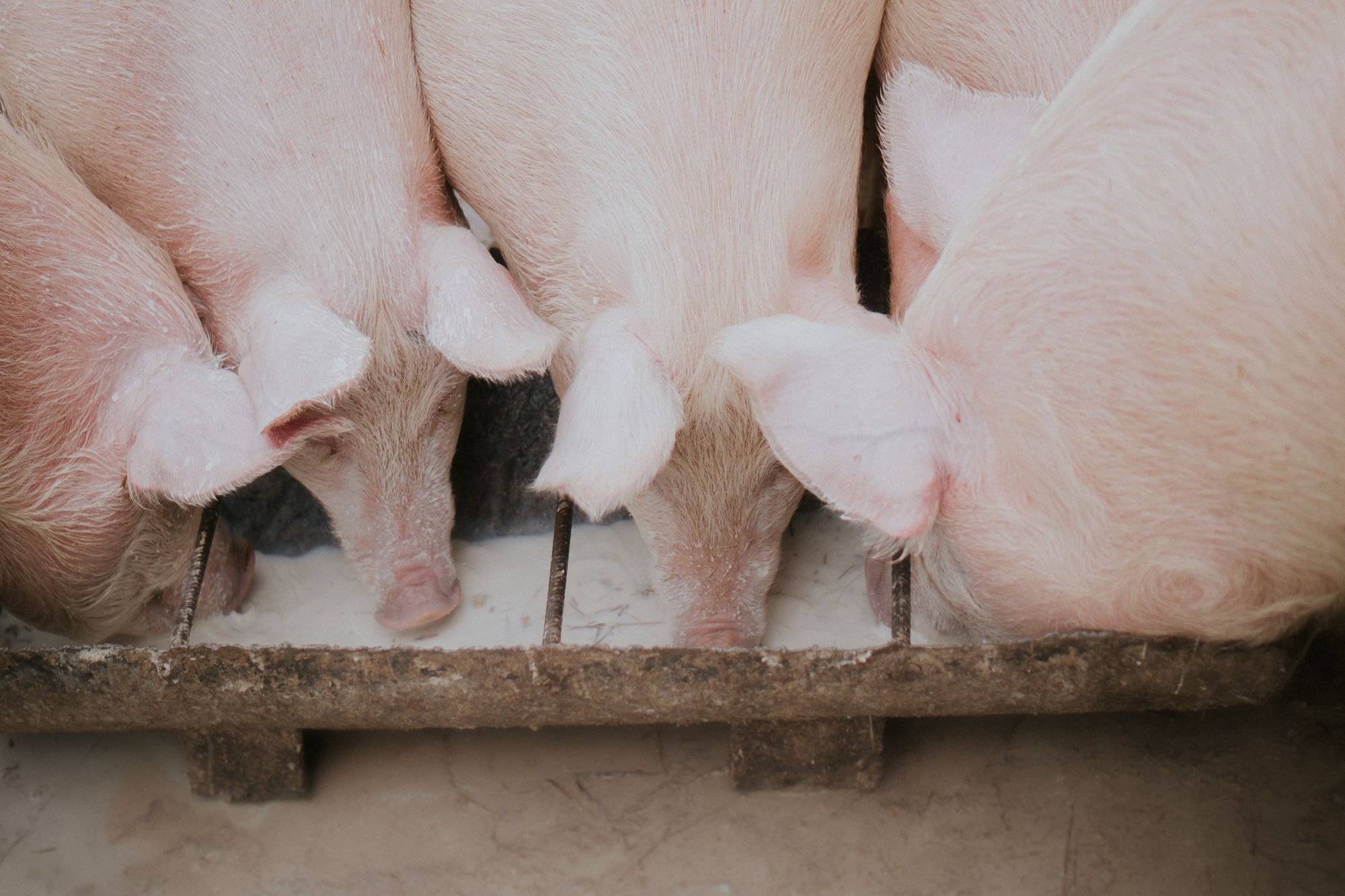 Ce que les porcs nous apprennent sur l’Église